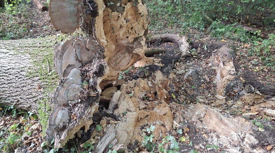 Hayley Wood ash roots diseased